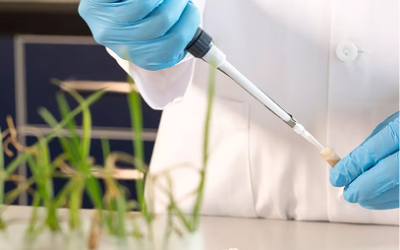 ClasificaciĂłn de los aditivos en la alimentaciĂłn animal