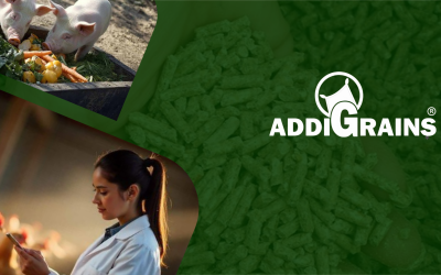 Micotoxinas en el Alimento Balanceado: CĂłmo los Aditivos Protegen su ProducciĂłnÂ