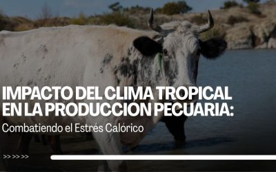 Impacto del Clima Tropical en la Producción Pecuaria: Combatiendo el Estrés Calórico