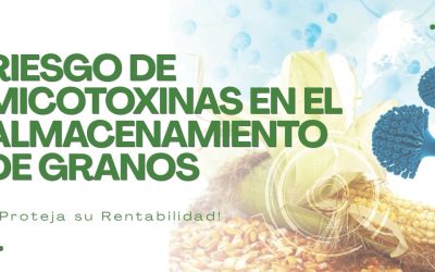 Riesgo de Micotoxinas en el Almacenamiento de Granos: Proteja su Rentabilidad